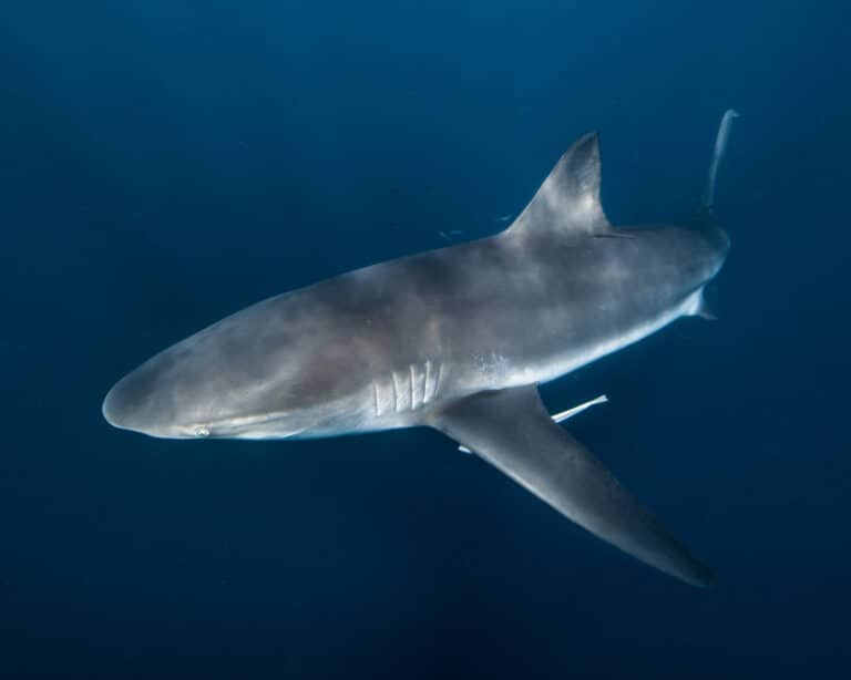 The Bronze Whaler Shark is characterized by narrow, hook-shaped upper teeth, and plain bronze coloration.
