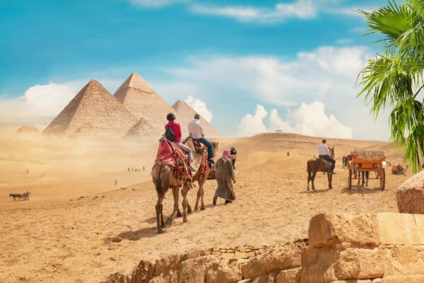 Camels in sandy desert near pyramids at day.