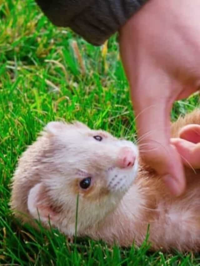 Can Ferrets Eat Cat Food Cover Image