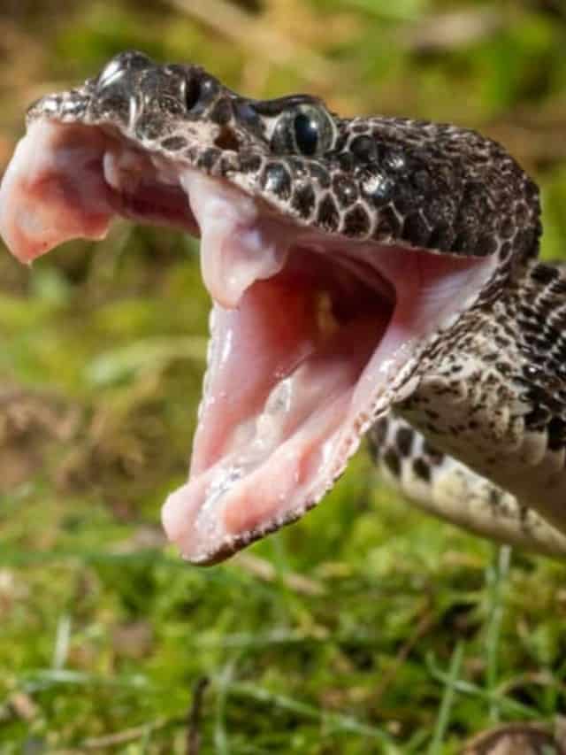 Can Rattlesnakes Kill You With Their Venom Cover image