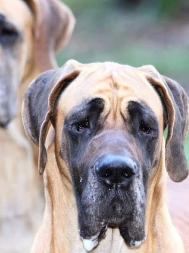 Cane Corso vs. Great Dane: What are the 8 Key Differences? - AZ Animals