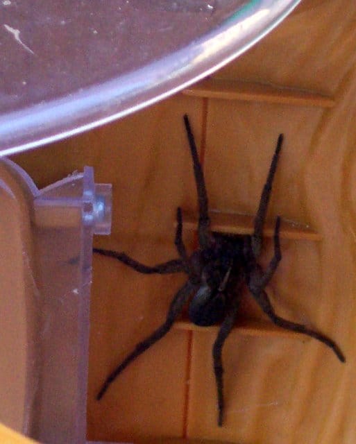 Carolina Wolf Spider