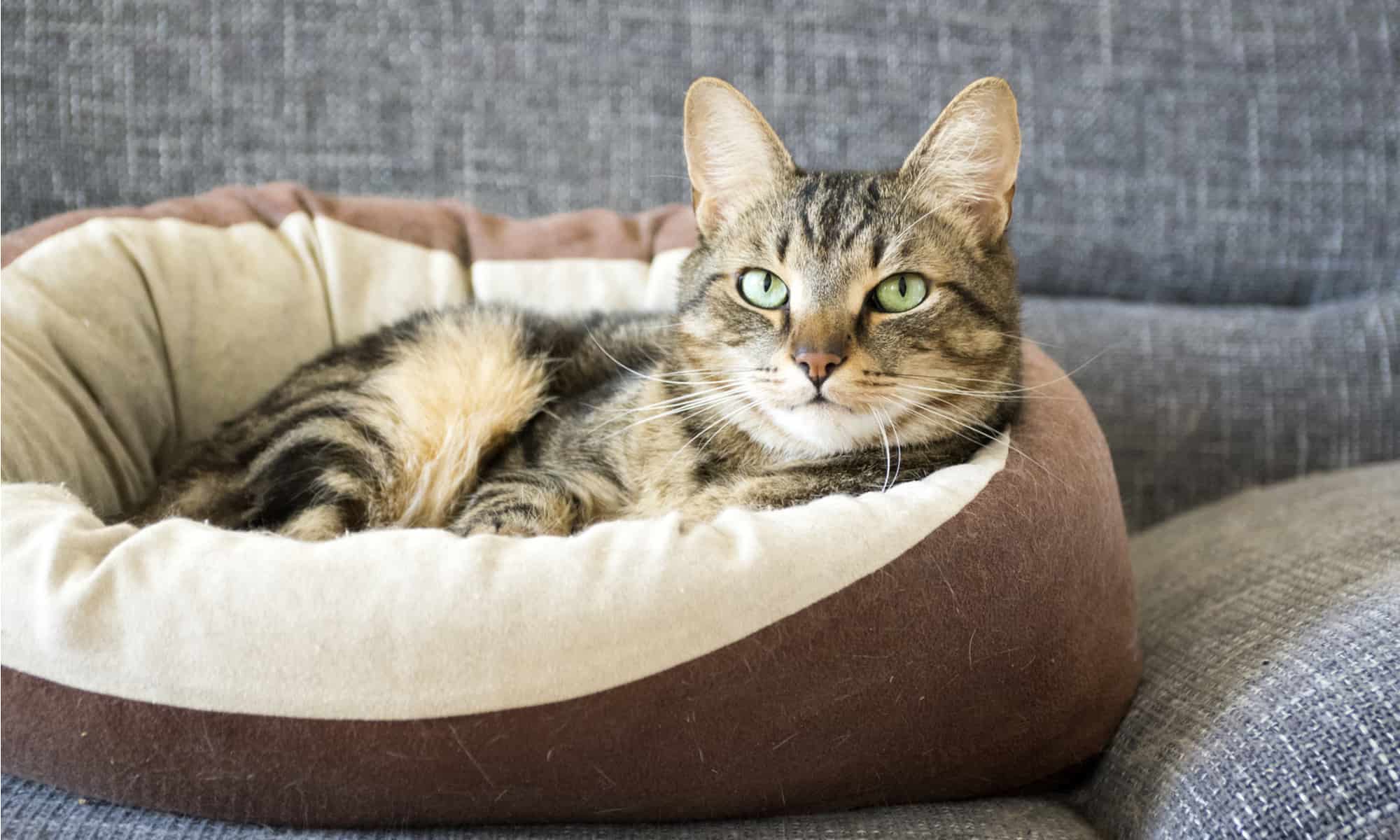 Round cat. Лежанка для кота. Лежанка для котика. Кошачья лежанка. Кошка лежит на лежанке.