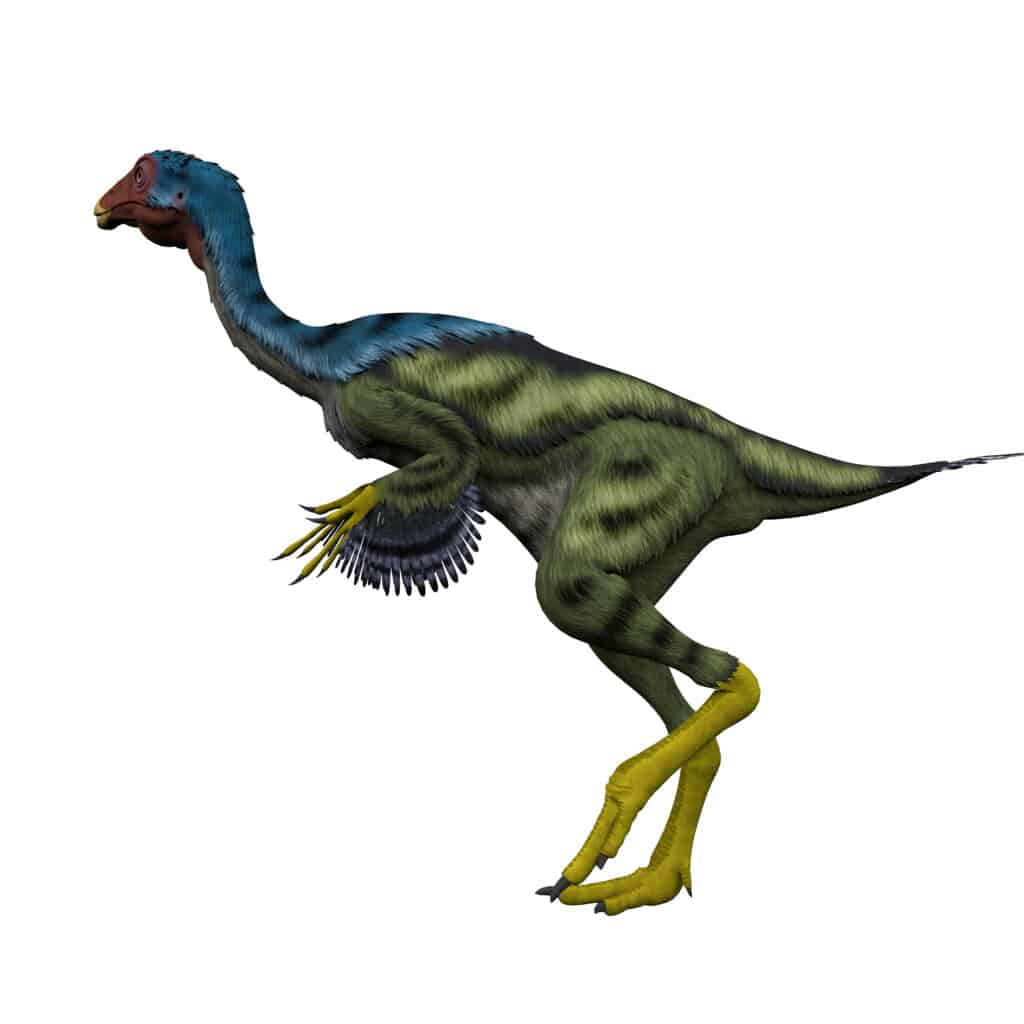 Caudipteryx