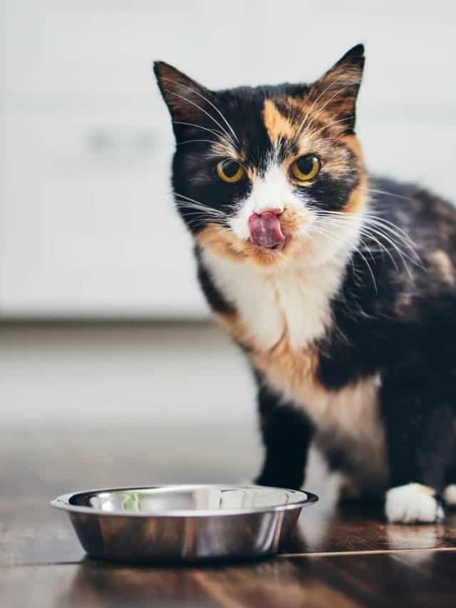 Check Out! The Best Wholehearted Wet Cat Food Reviewed Cover image