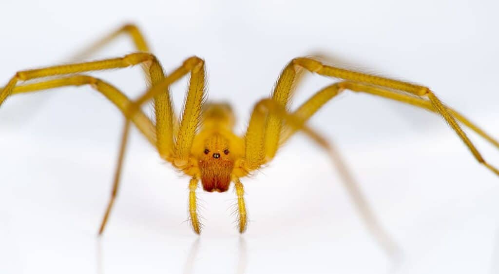 10 Common Brown Spiders In California - AZ Animals