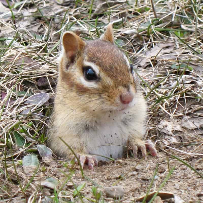 Backyard chipmunk trap. Chipmunk on verge of entering humane