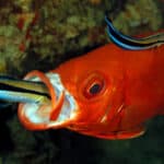 Two Cleaner Wrasses on a Lunar-tailed Bigeye, one inside the Mouth.