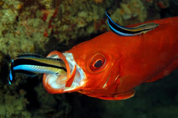 Two Cleaner Wrasses on a Lunar-tailed Bigeye, one inside the Mouth.