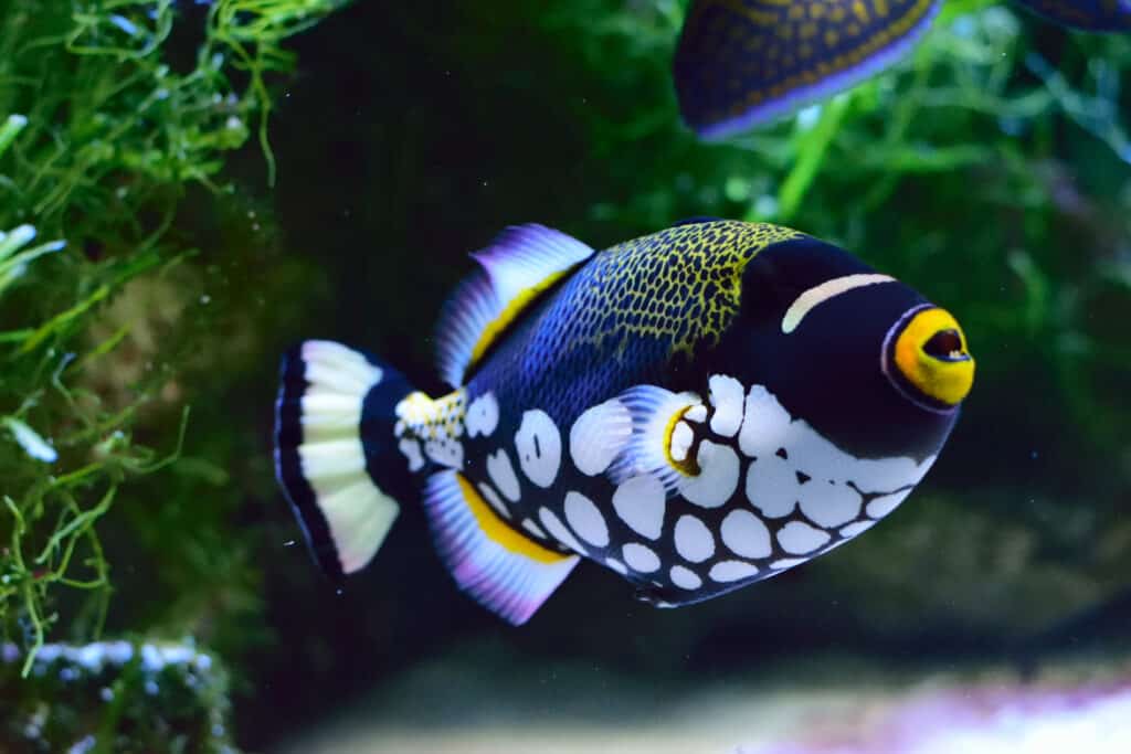 Clown Triggerfish, Feed and Grow Fish Wikia