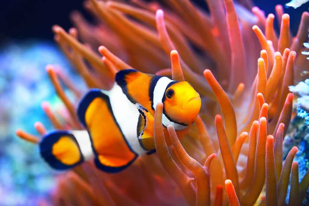 Clownfish in a sea anemone.