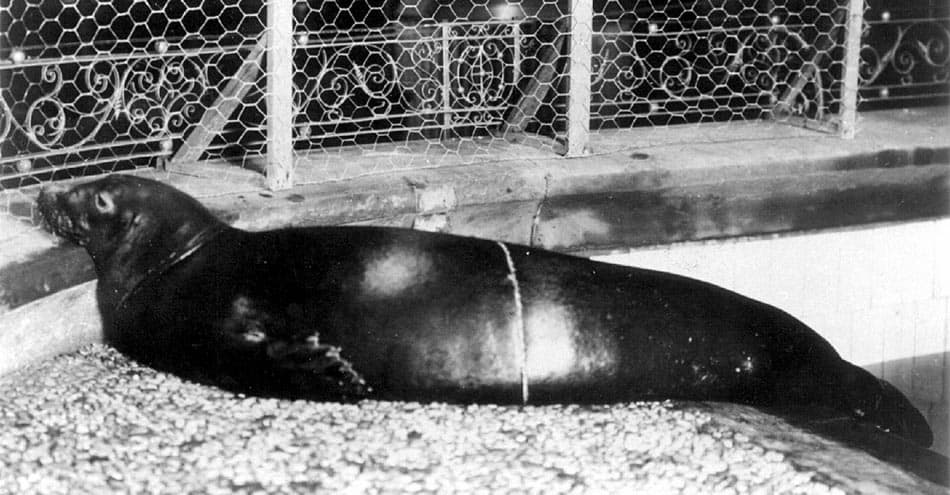 Carribean Monk Seal (Neomonachus tropicalis)