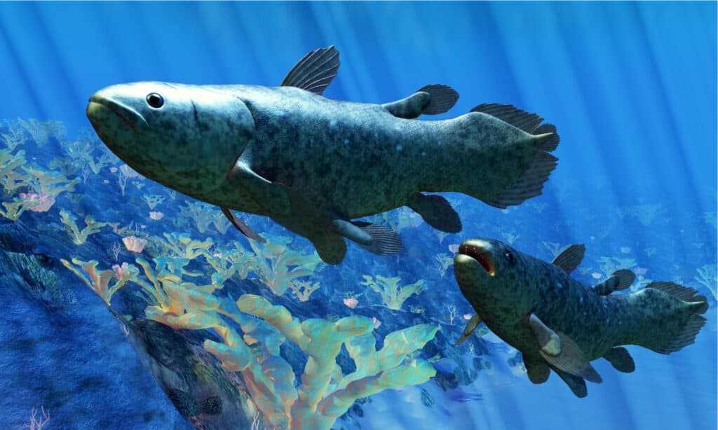 Coelacanth on reef