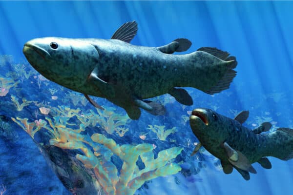 The Coelacanth fish was believed to be extinct but were discovered in 1938 to still be living.