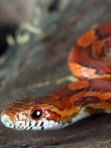 Do Snakes Sleep? - A-z Animals