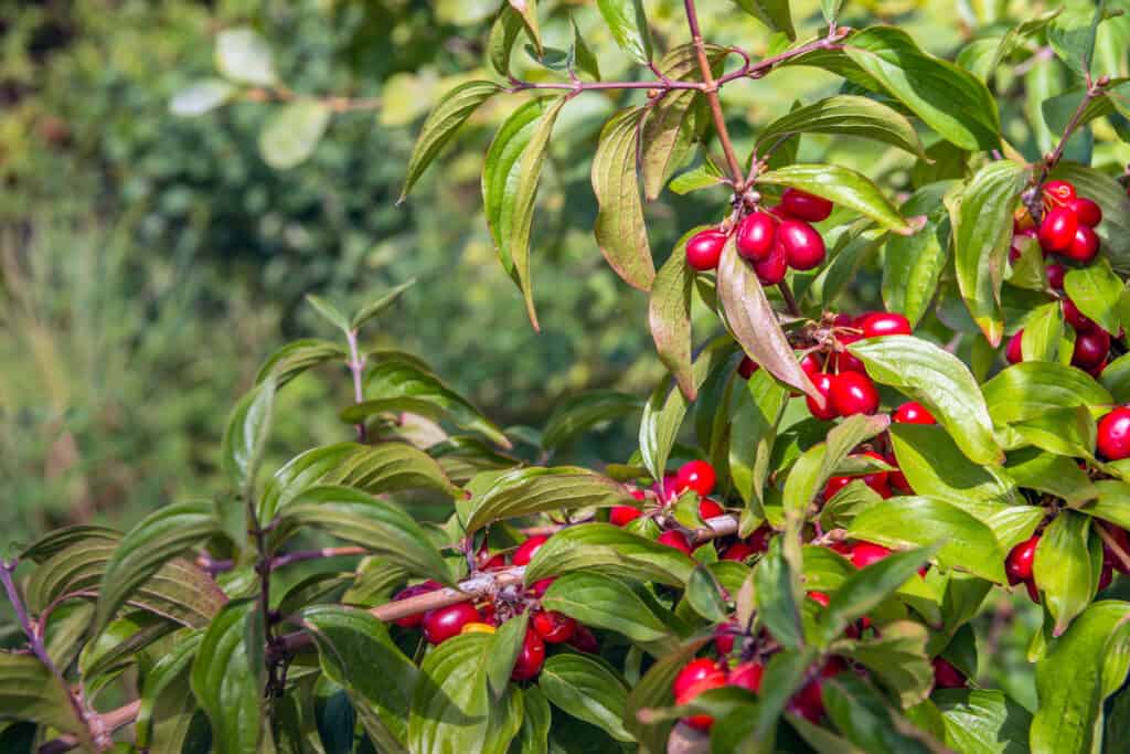 Meet the 10 Different Types of Dogwood Trees