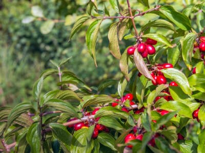 A The Best 6 Cherry Trees in Texas: How to Plant and Ideal Types
