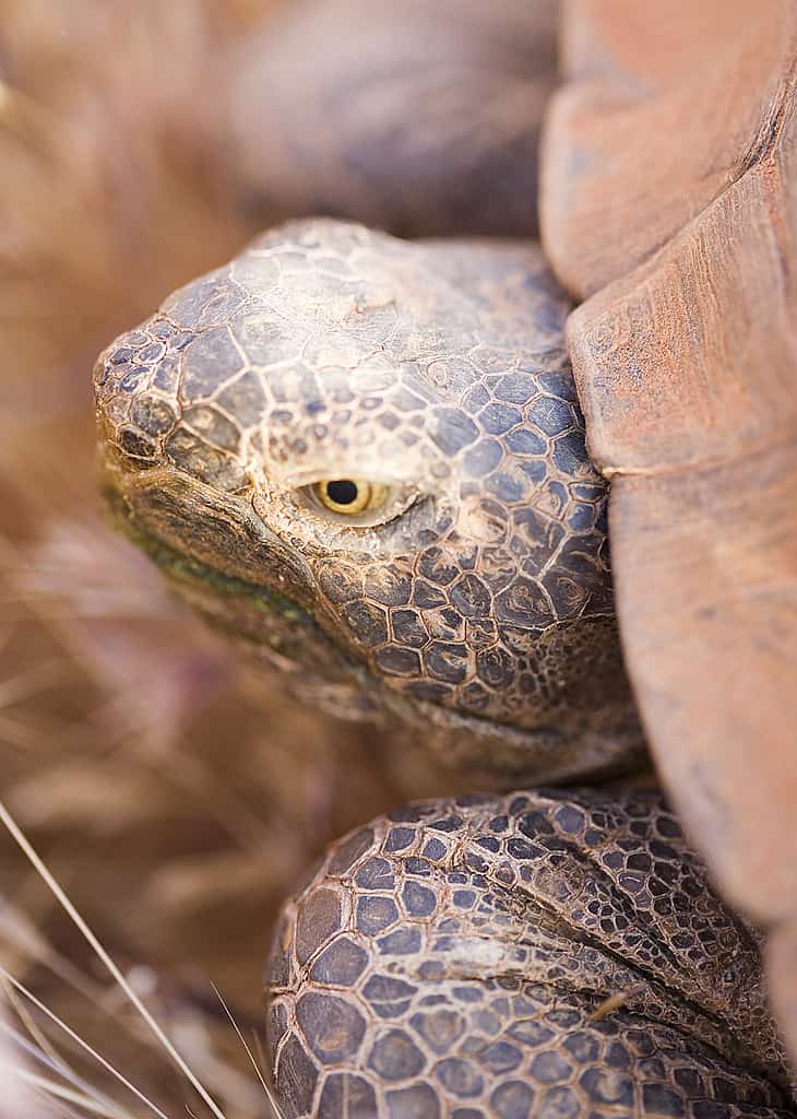 Desert Tortoise Reserve Saint George, UT