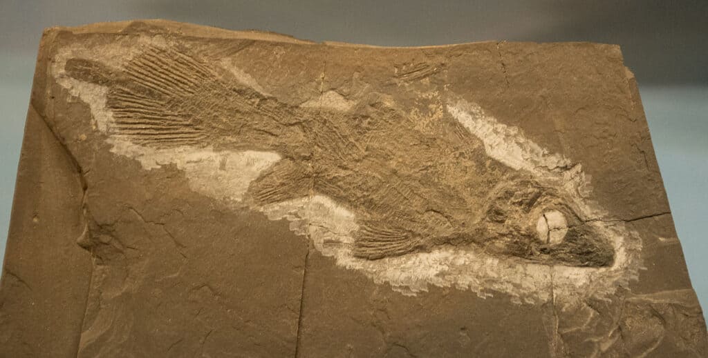Diplurus a vécu dans le New Jersey, laissant derrière lui d'abondantes preuves fossiles