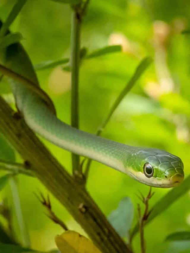Khám phá 17 loài rắn với ảnh bìa Nọc độc làm tê liệt