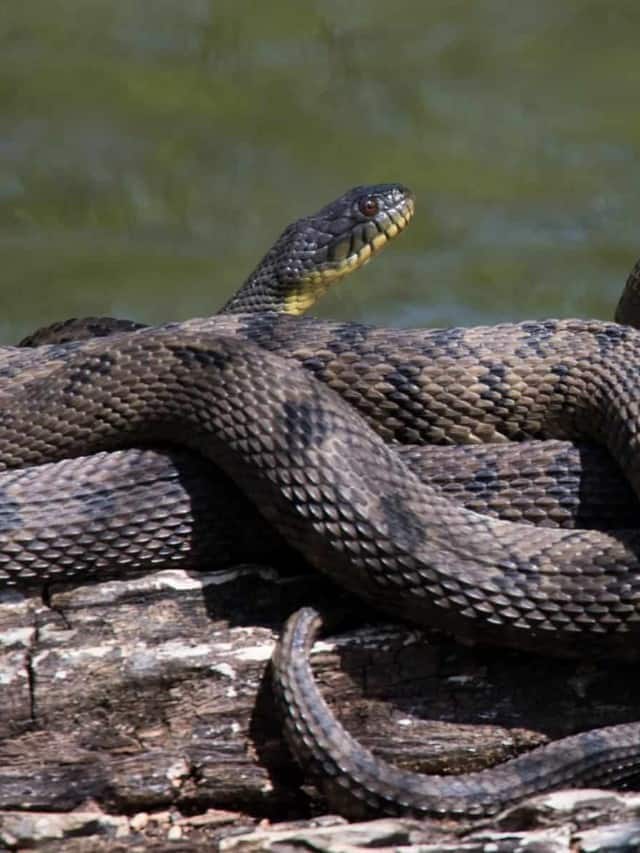 Discover Snakes in Missouri - AZ Animals