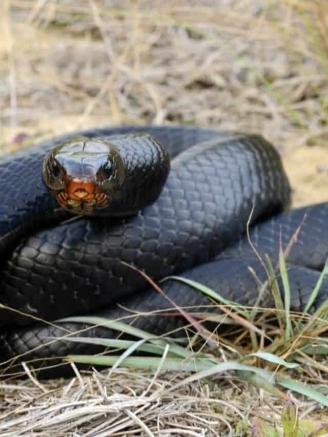 Discover Black Snakes in Florida What Species Are They Cover image (1)