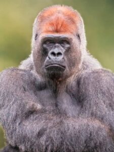 See The Gorilla Who Learned to Swagger Like a Man and Show Just How Similar We Are Picture