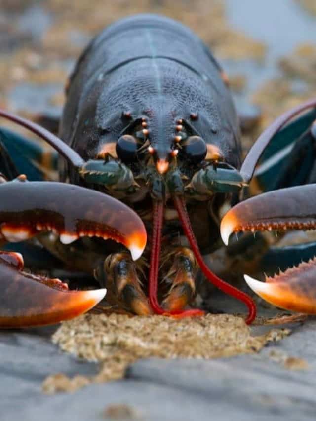 So... How Long Do Lobster's Live? - AZ Animals