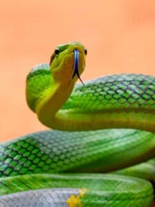 The 7 Best Children’s Books About Snakes Picture