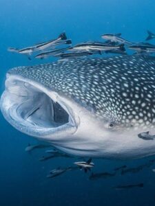 Whale Shark Location: Where Do Whale Sharks Live? Picture