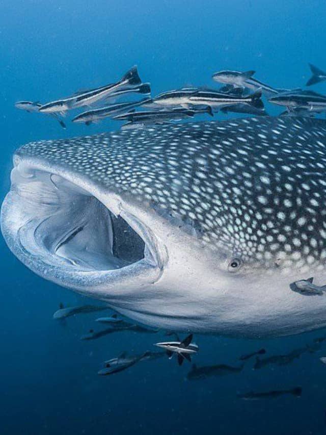 Discover The 10 Incredible Whale Shark Facts! Cover image
