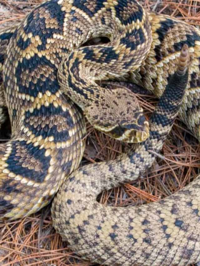 Découvrez les 12 plus grands serpents venimeux du monde !  Image de l'affiche