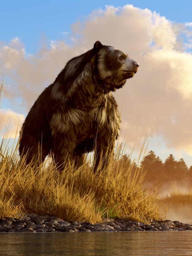 Discover The 4,000lb Bear That Was The Largest Ever Poster Image