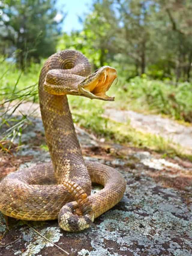 Discover The 6 Most Venomous Snakes in Florida! - AZ Animals