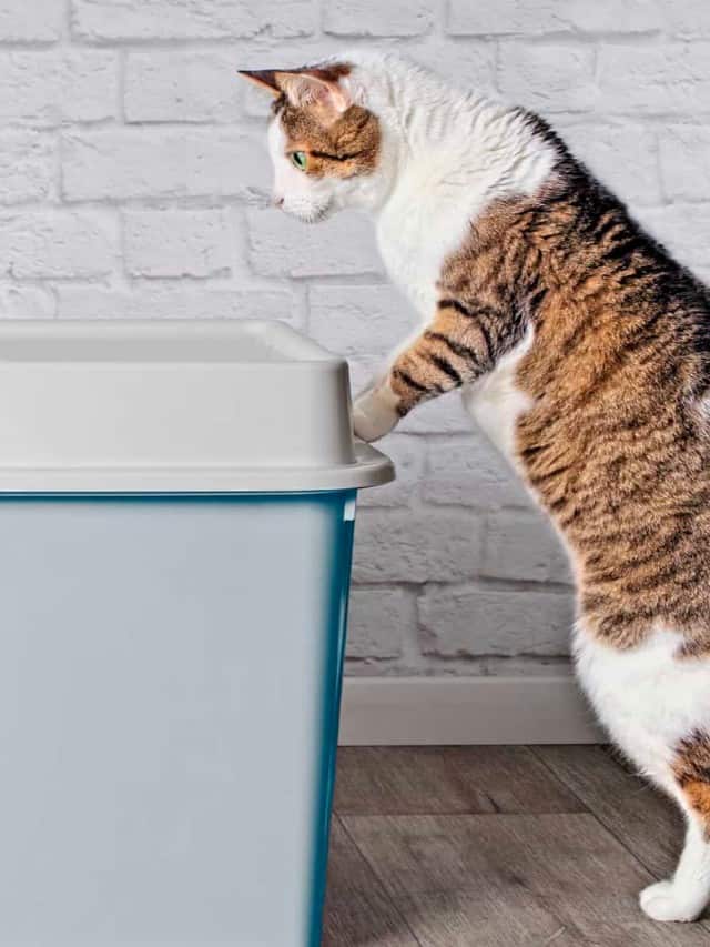 Discover The Best Dog Proof Litter Boxes In 2022 Cover Image