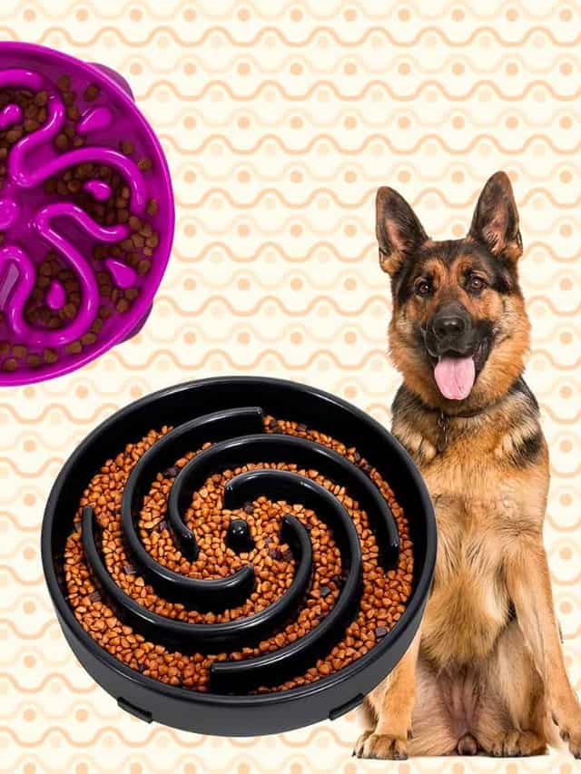 Our favorite slow feeder dog bowls - Adored By Alex