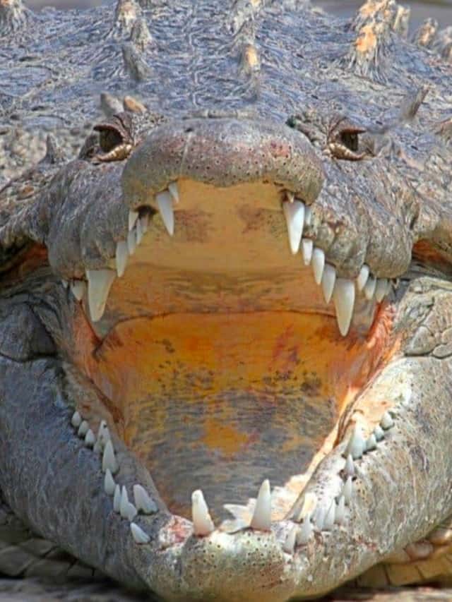 Discover The Bite Force Of A Crocodile Now! Cover Image