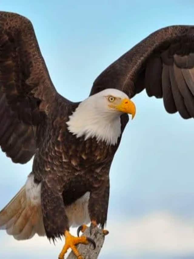 Discover Largest Eagles in the World! - A-Z Animals