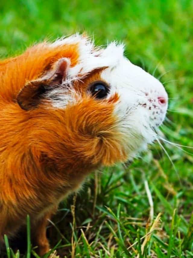 Name Ideas For Female Guinea Pigs