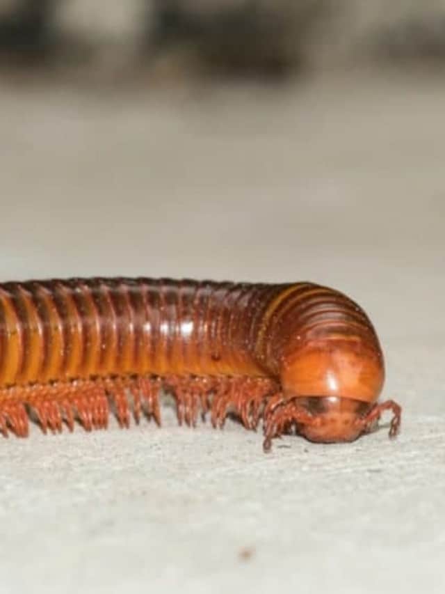 Do Millipedes Bite? Discover How They Defend Themselves! - AZ Animals