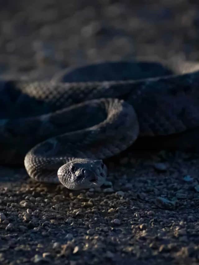 Do Rattlesnakes Come Out at Night Cover Image