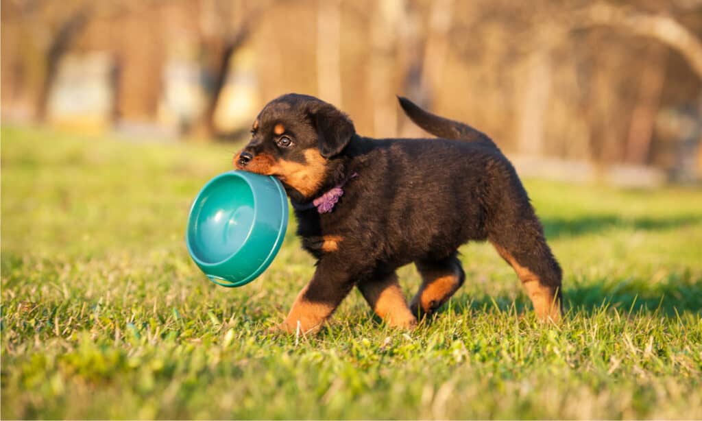 Dog Foods For Rottweiler Puppies