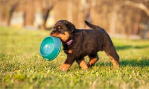 The Best Dog Food For Rottweiler Puppies Photo