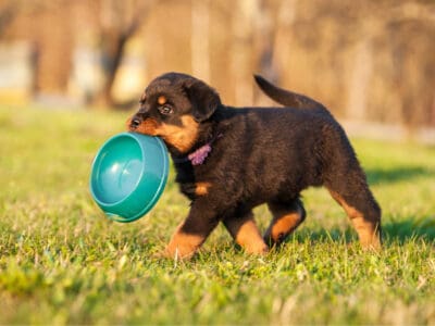 A The Best Dog Food For Rottweiler Puppies