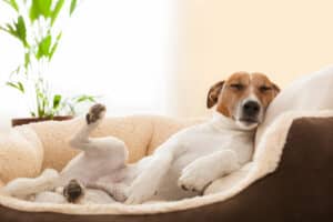 Are Dogs Nocturnal Or Diurnal? Their Sleep Behavior Explained Picture