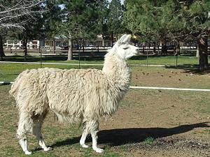 2 Ways to Adopt a Llama as a Pet Picture