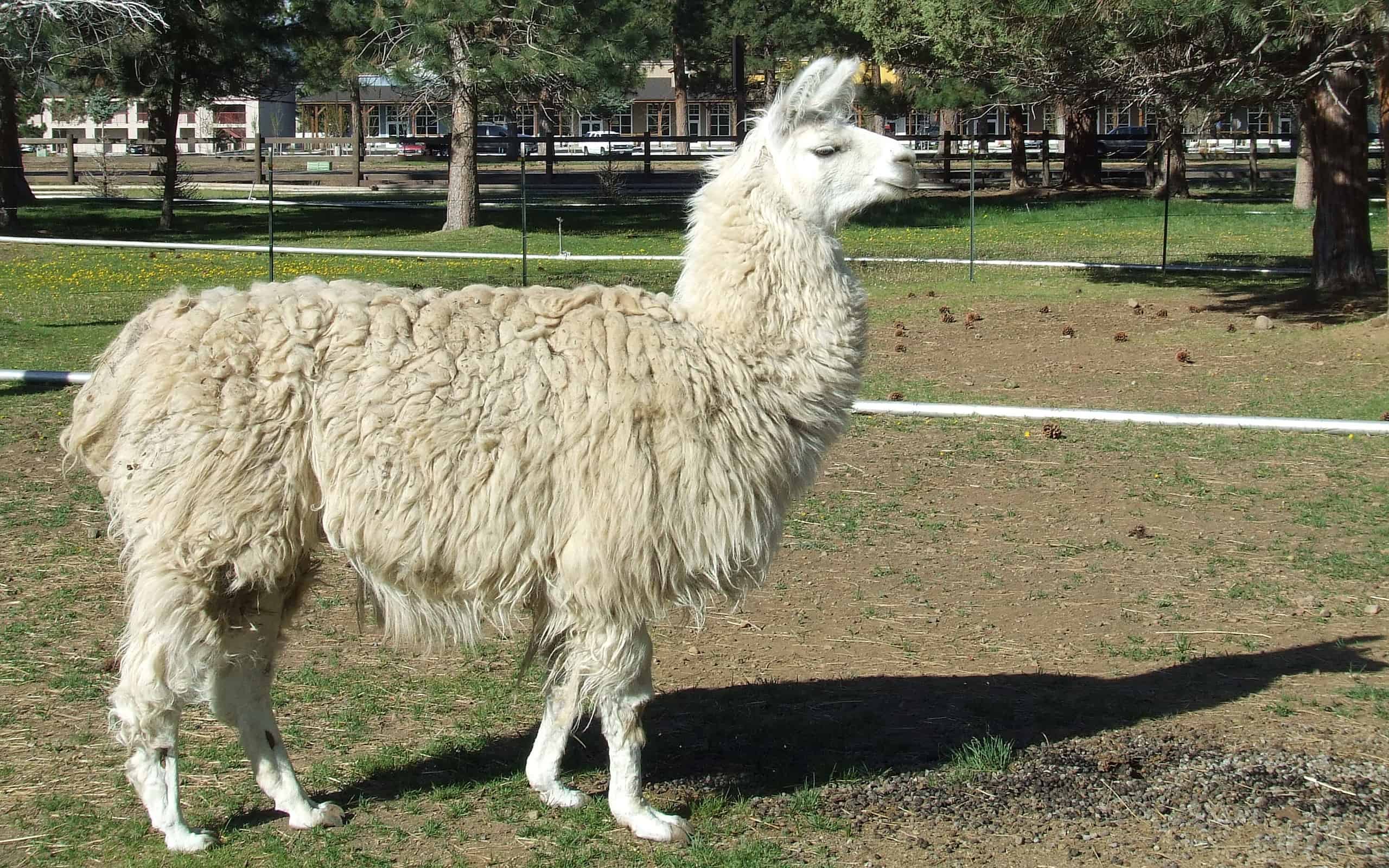 Llama Prices 2024: Purchase Cost, Supplies, Food, and More! - A-Z Animals