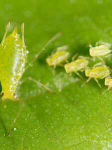 What Do Aphids Look Like? Picture