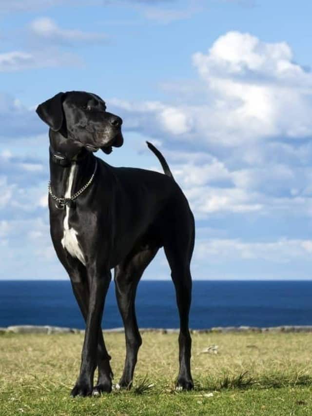 Don’t miss! The Best Gentle Giants Dry Dog Food for 2022 Cover image