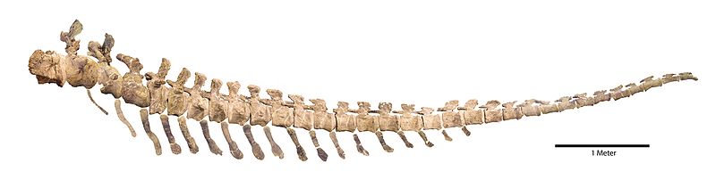 Dreadnoughtus tail